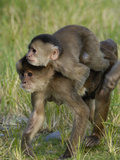 White-Fronted Capuchin (Cebus Albifrons) Mother and Baby, Puerto Misahualli, Ecuador