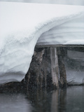 Buy White-Tailed Deer (Odocoileus Virginianus) Hiding under Bridge in Snowstorm, Yellowstone at AllPosters.com