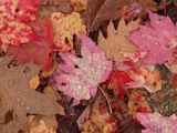 Fall Leaf Pattern Close-Up, Eastern Hardwood Forest, Allegheny National Forest, Pennsylvania