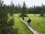 Buy Tourists on Boardwalk over Muskeg Bog, Tongass National Forest, Mitkof Island, Alaska at AllPosters.com