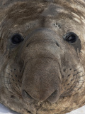 A Young Southern Elephant Seal Bull Resting on the Snow