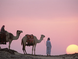 Bedouins with Dromedary Camels (Camelus Dromedarius) at Sunset, Oasis Dakhia, Egypt