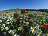 Flowering Meadow with Chamomile (Anthemis Arvensis) and Corn Poppy, Italy
