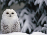 Snowy Owl (Nyctea Scandiaca) Camouflaged Against Snow, North America