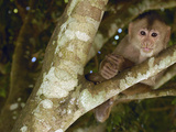 White-Fronted Capuchin (Cebus Albifrons) Young, Puerto Misahualli, Ecuador
