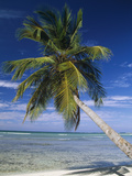 Coconut Palm (Cocos Nucifera) Trees and Beach Overlooking Lagoon, Dominican Republic