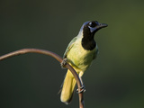 A Green Jay, Cyanocorax Yncas