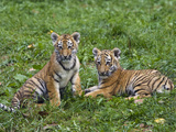 Siberian Tiger (Panthera Tigris Altaica) Cubs Resting, Native to Siberia