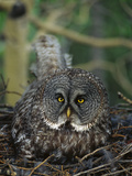 Great Gray Owl (Strix Nebulosa) Parent Incubating Eggs on Nest