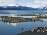 Western Sandpiper (Calidris Mauri) Flock Resting on Mudflats, Copper River Delta, Alaska