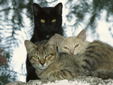Domestic Cat (Felis Catus) Group of Three, Tanzania