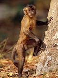 Brown Capuchin (Cebus Apella) Coming Down from Tree, Cerrado Habitat, Brazil