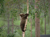 European Brown Bear (Ursus Arctos) Cub Climbing Tree, Germany