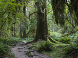 Trail in Forest, Hoh Rainforest, Olympic National Park, Washington