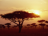 Umbrella Acacia (Acacia Tortills), Trees at Sunrise on Savannah, Masai Mara, Kenya