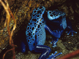 Blue Poison Dart Frog (Dendrobates Azureus), Females Fighting
