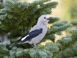 Buy Clark's Nutcracker (Nucifraga Columbiana) in Pine, Mount Rainier National Park, Washington at AllPosters.com