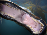 The Open Mouth of a Leapard Seal