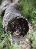 Snowshoe Hare (Lepus Americanus) Baby Hiding in Log, Alaska