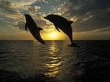 Bottlenose Dolphin (Tursiops Truncatus) Pair Leaping at Sunrise, Honduras
