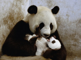 Giant Panda (Ailuropoda Melanoleuca) Caring for Cub, Wolong Nature Reserve, China