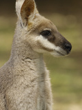 Buy Whiptail Wallaby (Macropus Parryi), Australia at AllPosters.com
