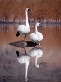 Trumpeter Swan (Cygnus Buccinator) Pair with Reflections in Lake, Yellowstone, Wyoming