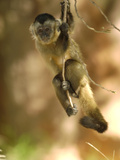 Brown Capuchin (Cebus Apella) in Tree, Cerrado Habitat, Piaui State, Brazil