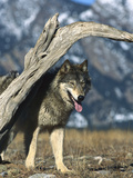 Timber Wolf (Canis Lupus) in Winter