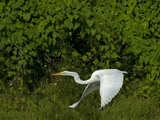 Buy A Great Egret, Ardea Alba, Flies over the Yanayacu River at AllPosters.com