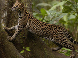 Ocelot (Felis Pardalis) Climbing on Buttress Root, Amazon Rainforest, Ecuador