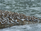 Western Sandpiper (Calidris Mauri) Flock Resting on Mudflats, Copper River Delta, Alaska