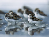 Western Sandpiper (Calidris Mauri) Flock Resting on Mudflats, Copper River Delta, Alaska