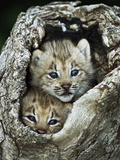 Canada Lynx (Lynx Canadensis) Kitten Pair Peering Out from Hollow Log, North America