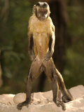 Brown Capuchin (Cebus Apella) Spitting Out Pieces of Piassava Palm (Attalea Funifera) Nut