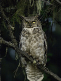 Great Horned Owl (Bubo Virginianus), Alaska