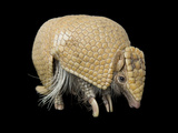 A Southern Three-Banded Armadillo, Tolypeutes Matacus
