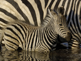 Buy Burchell's Zebra (Equus Burchellii) Foal Standing Beside Mother in Waterhole, Africa at AllPosters.com