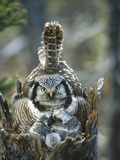 Northern Hawk Owl (Surnia Ulula) at Nest with Chicks, Alaska