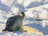 Harp Seal (Phoca Groenlandica) Mother Nursing Pup, Marine Eastern North America