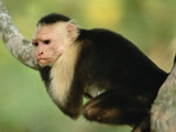 White-Faced Capuchin Monkey (Cebus Capucinus) Corcovado National Park, Costa Rica