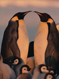 Emperor Penguin (Aptenodytes Forsteri) Parents with Chicks, Antarctica