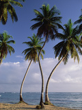 Coconut Palm (Cocos Nucifera) Trees and Beach, Dominican Republic