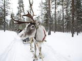 A Reindeer Sled Ride