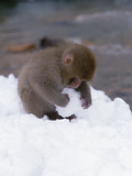 Japanese Macaque or Snow Monkey (Macaca Fuscata) Baby Playing with Snowball, Japan