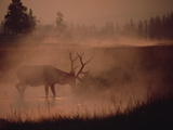 Buy Elk or Wapiti (Cervus Elaphus) Feeding at Streamside with Smoke, Yellowstone, Wyoming at AllPosters.com