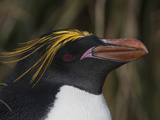 A Macaroni Penguin at Cooper Bay