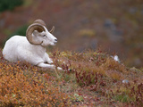 Dall's Sheep (Ovis Dalli) Male Resting on a Hillside Covered with Autumn Foliage, Alaska