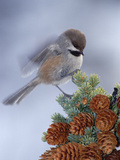 Boreal Chickadee (Parus Cinctus) Perching on a Tree, Alaska