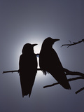 Buy Raven (Corvus Corax) Pair Perching on a Branch, Backlit by Filtered Sunlight at AllPosters.com